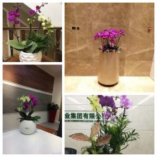 天津和平区绿植租摆公司 花卉租赁养护 和平区绿植租赁公司 谷鑫亚泰绿植销售 天津和平区绿植租摆公司 花卉租赁养护 和平区绿植租赁公司 谷鑫亚泰绿植销售