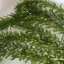 耐寒轮叶黑藻苗 零下40度地区可种植 水生态修复沉水植物