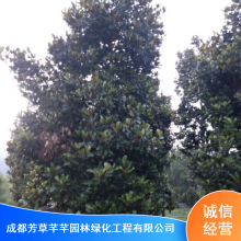 成都芳草芊芊广玉兰落叶型乔木风景树_广玉兰抗虫害园林价格