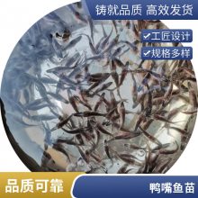 港发水产 专业淡水鱼 鸭嘴鱼苗 存活***快速发货 可批发提供技术指导