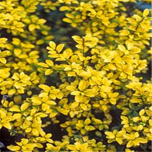 ������Ӧ���ֹ���ʯ���໨��ֲ�� �������� ���� ���� ��Ͱ�� ���� ����