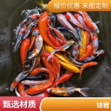 红白三色锦鲤鱼苗 颜色丰富 游动活跃锦鲤鱼苗 放生金鱼苗
