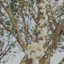 ļҺ ȪũҵӦ
