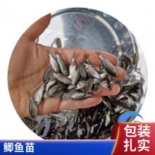 中科5号鲫鱼苗 快速发货泽鲫鱼苗 白鲫鱼繁殖力强