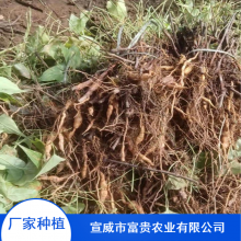 批量供应优良何首乌幼苗_抗旱能力好抗病何首乌苗