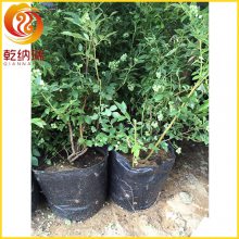 乾纳瑞农业-一年生蓝莓树苗多少钱-葫芦岛蓝莓树苗