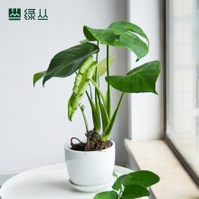 植物租赁 龟背竹 好养耐阴净化空气