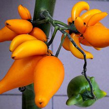  ƽ ţͷ   ѿļ