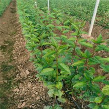 吉塞拉17号根系改良大樱桃苗出售 惠农农业 抗重茬矮化车厘子树