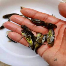 黄姑子鱼苗 包技术黄腊丁鱼苗 黄颡鱼淡水经济型养殖品种