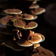 产地供应大型灵芝盆景 康瑞食用菌批发 盆栽灵芝 工艺品礼品厂家