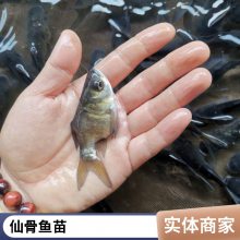 肉质嫩滑 缩骨鳙鱼苗 杂交缩骨大头鱼苗 仙骨大头鱼苗指导技术