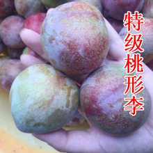 2-3   ֮ͥ޽統