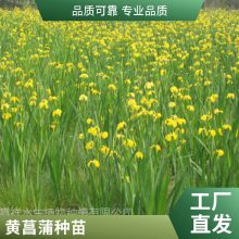 黄菖蒲苗 盆栽黄菖蒲 多年生 水生植物 湿地绿化植物