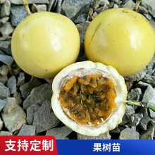 广西苗木基地供应绿皮百香果苗嫁接苗 新品种绿皮百香果苗批发 现货
