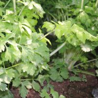 雪白芹菜种子 白芹菜 实心白芯芹菜 雪白实心种子 蔬菜种子