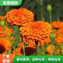常年供应万寿菊 庭院绿化 节假日庆典盆栽花卉 阳台色块装饰苗