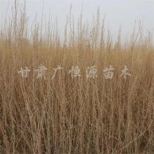 20221 ޲溦 ɳĮ 