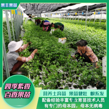 四季紫香百香果脱毒苗反季节结果丰产种植技术