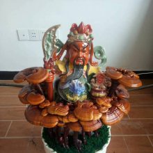 灵芝盆景礼品观赏灵芝盆景厂家 山东灵芝 观赏性灵芝摆件批发 灵芝盆景种植技术