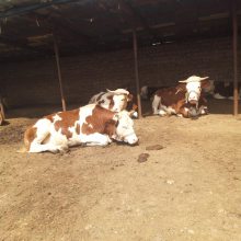武汉肉牛养殖基地 五百斤至六百斤西门塔尔基础母牛多少一头