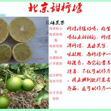   ޺ʹ ޽  