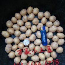 全年批发迷你小土豆、迷你小马铃薯、油炸小土豆批发、批发销售 小土豆批发