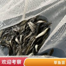 港明水产 草鱼苗 1cm~6cm统货鱼苗 鱼塘水库养殖