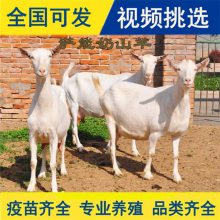 供应吐根堡山羊母羊努比亚奶山羊种羊河南奶山羊羊羔和崂山奶山羊