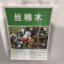 新采林木种子 丝棉木种子 发芽*** 价格便宜 ***