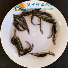  ۸ ˴Ӧ