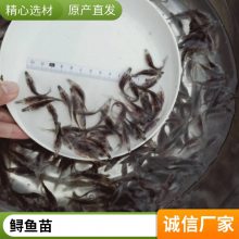 淡水养殖 鸭嘴鱼苗 易成活繁殖快 品种多样基地批发 港发水产