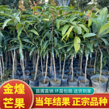 金煌芒果嫁接果树苗 优质泥球苗高度60公分种植当年结果