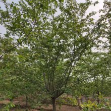 ����������ӣӣ���� �Ż� 10����ӣ��������