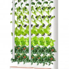 绿意盎然！采绿水培种植机，为您的家庭注入生机！