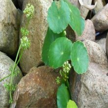 铜钱草批发铜钱草盆栽花卉金钱草土培水培桌面盆栽绿植多肉植物