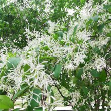 庭院绿化行道树苗 流苏树苗 四月雪油根子小苗嫁接桂花砧木