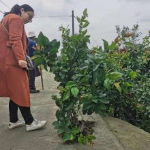 玫瑰海棠条子，小苗子玫瑰海棠产地***供应，贴梗海棠的一种