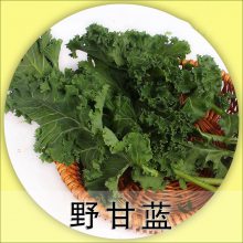 高原高材 野甘蓝一件1.5公斤 净重2斤 酒店 餐馆 家庭 一件代发