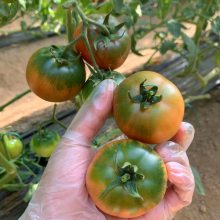 铁皮柿种子 黑草莓番茄种子 高秧粉红水果番茄盆栽肉厚抗病强春秋露地