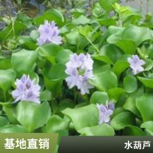 水葫芦培育基地 花海造景工程苗 可露天栽培 易管理