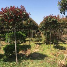 高杆红叶石楠树 3-5公分 耐修剪 自然冠幅饱满