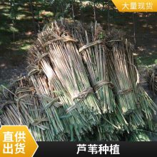 盆栽适合河道绿化芦苇苗表流湿地水生植物每株3芽以上负责施工种植包成活