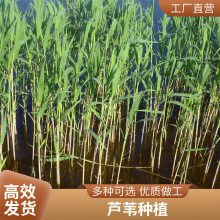 盆栽适合河道绿化芦苇苗表流湿地水生植物每株3芽以上负责施工种植包成活