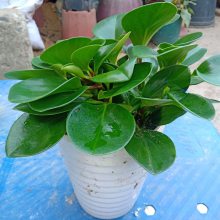 南宁室内盆景盆栽出租 养护 汇成园艺