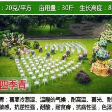 湖北荆州灌木种子批发低价