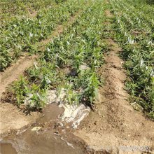 量产无花果树苗 金傲芬无花果树苗 基地*** 丰田园艺