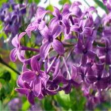 丁香花苗 花卉盆栽丁香树苗可开花植物树苗绿植盆景紫丁香