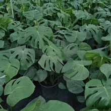 高50公分龟背竹,四季常绿花镜点缀植物,加仑杯龟背竹,成活率高耐造的植物 高50公分龟背竹,四季常绿花镜点缀植物,加仑杯龟背竹,成活率高耐造的植物