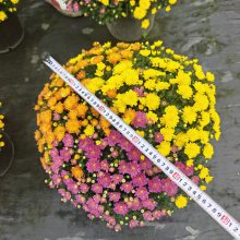 5加仑混色球菊装车现场, 正在盛开的球菊现货,2加仑千头菊,花镜大花量花卉 5加仑混色球菊装车现场, 正在盛开的球菊现货,2加仑千头菊,花镜大花量花卉